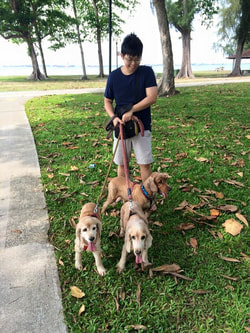 professional dog trainer, dog walker and canine expert marcus tan walking a pack of dogs at pasir ris park